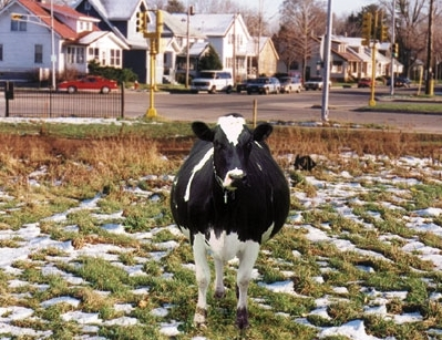 One of the newly liberated cows.